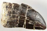 1.26" Serrated, Carcharodontosaurus Tooth - Dekkar Formation, Morocco - #200524-1